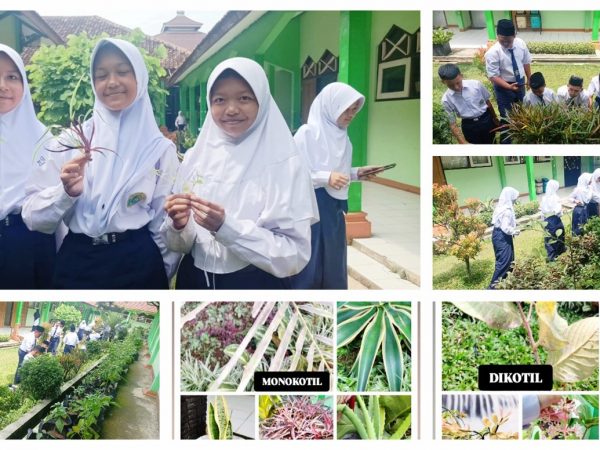 Pembelajaran IPA Kelas 7C Tahfiz MTs Negeri 1 Banjarnegara Dilaksanakan di Luar Kelas, Siswa Amati Tumbuhan Monokotil dan Dikotil