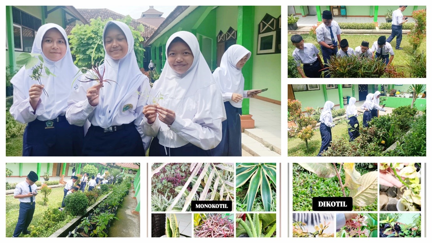 Pembelajaran IPA Kelas 7C Tahfiz MTs Negeri 1 Banjarnegara Dilaksanakan di Luar Kelas, Siswa Amati Tumbuhan Monokotil dan Dikotil